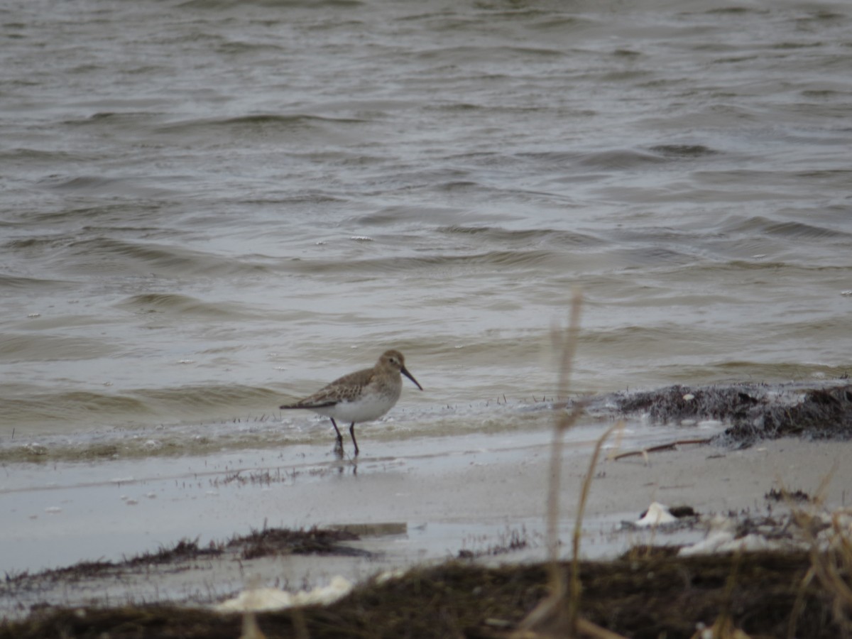 Побережник чорногрудий - ML644603836