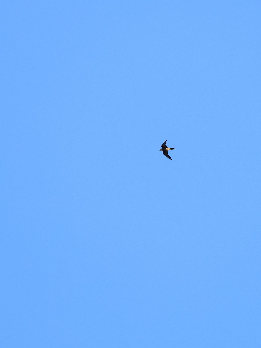 Підсоколик східний - ML644603837