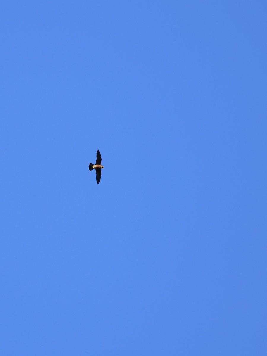 Підсоколик східний - ML644603838