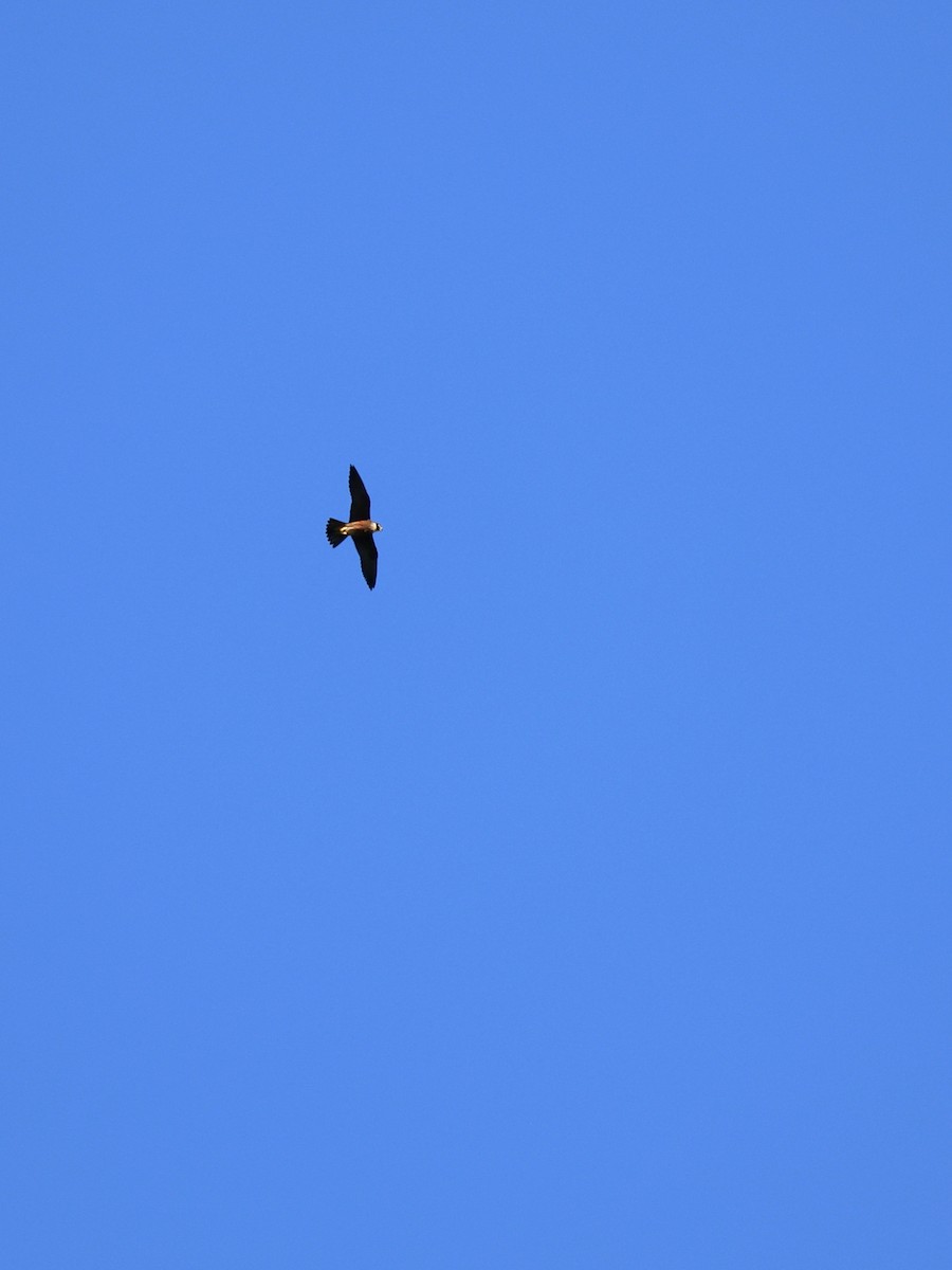 Підсоколик східний - ML644603839