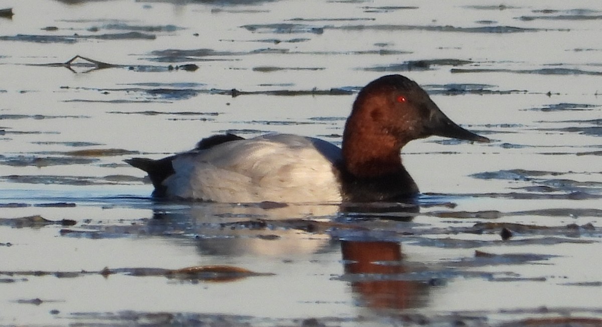 Porrón Coacoxtle - ML644603861