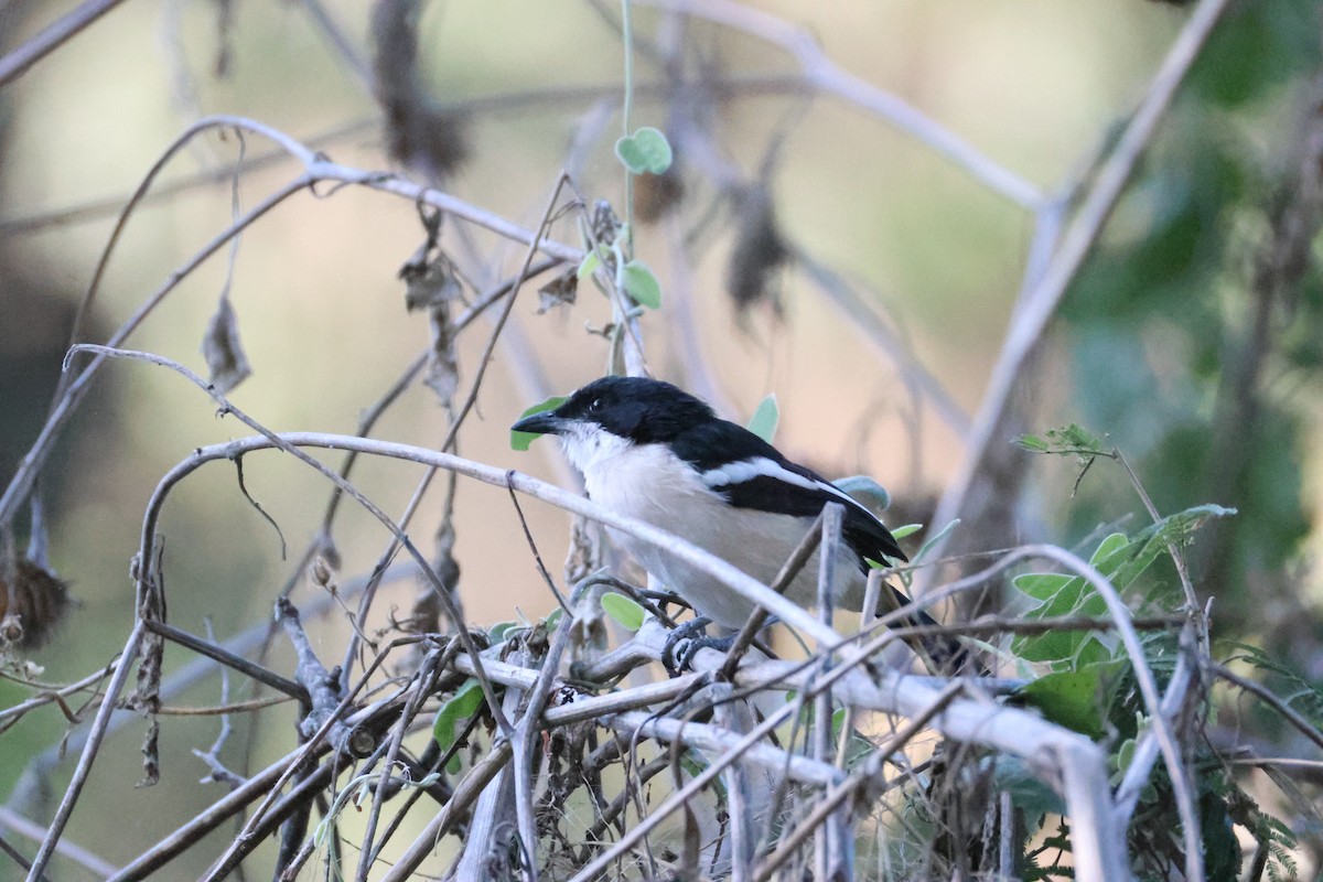 Tropenwürger - ML644603884