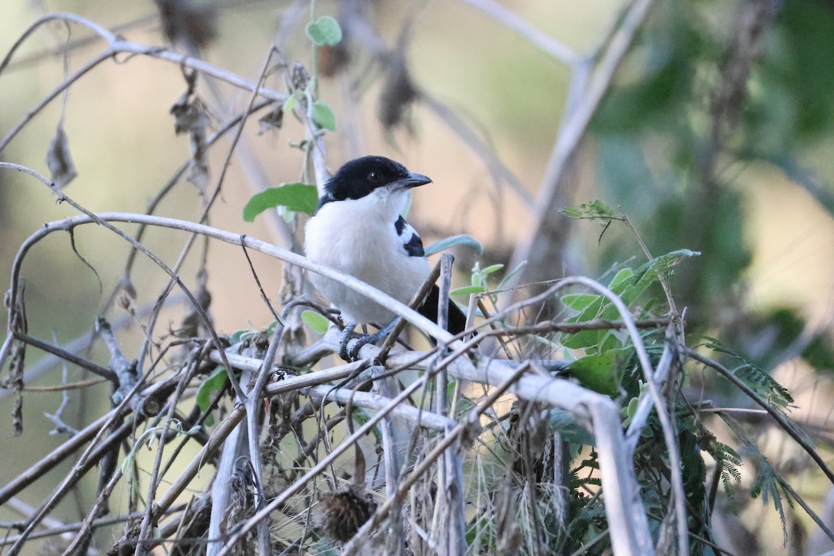 Tropenwürger - ML644603889