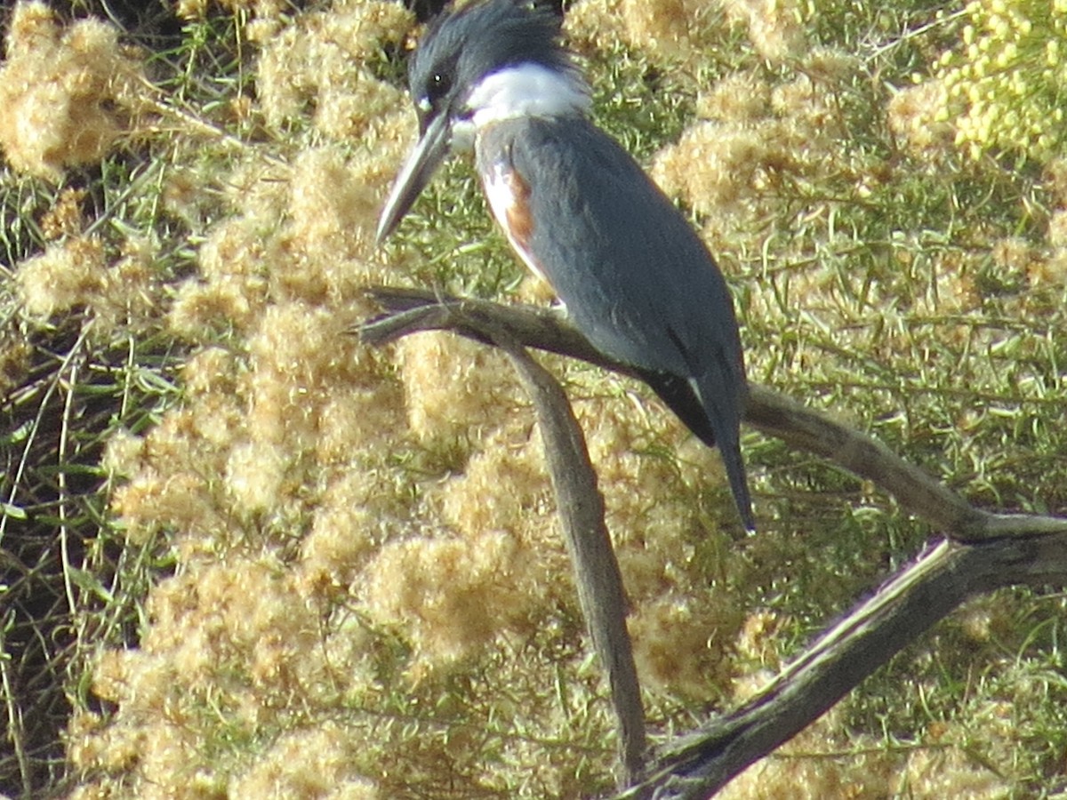 Martin-pêcheur d'Amérique - ML644603896