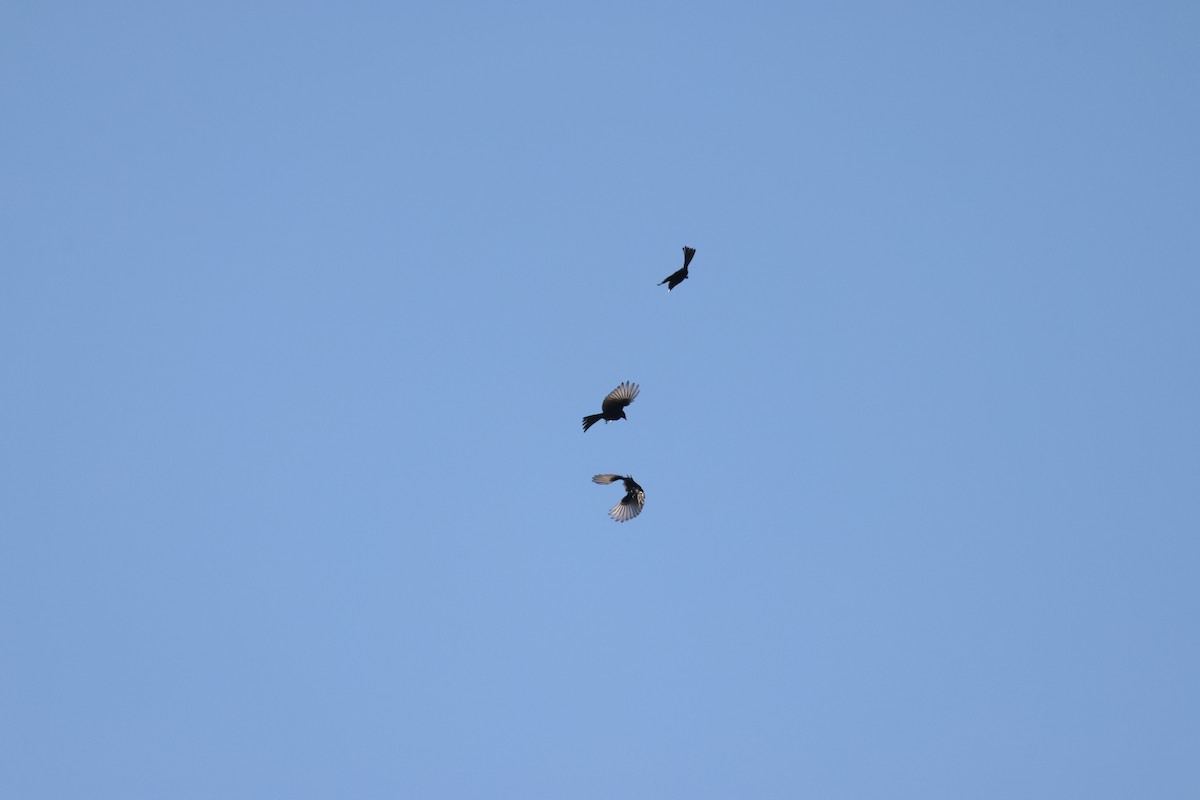 Trauerdrongo - ML644603899