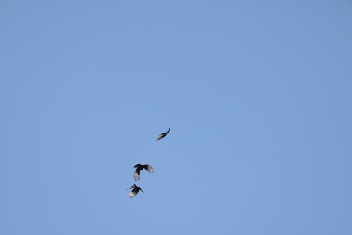 Trauerdrongo - ML644603901