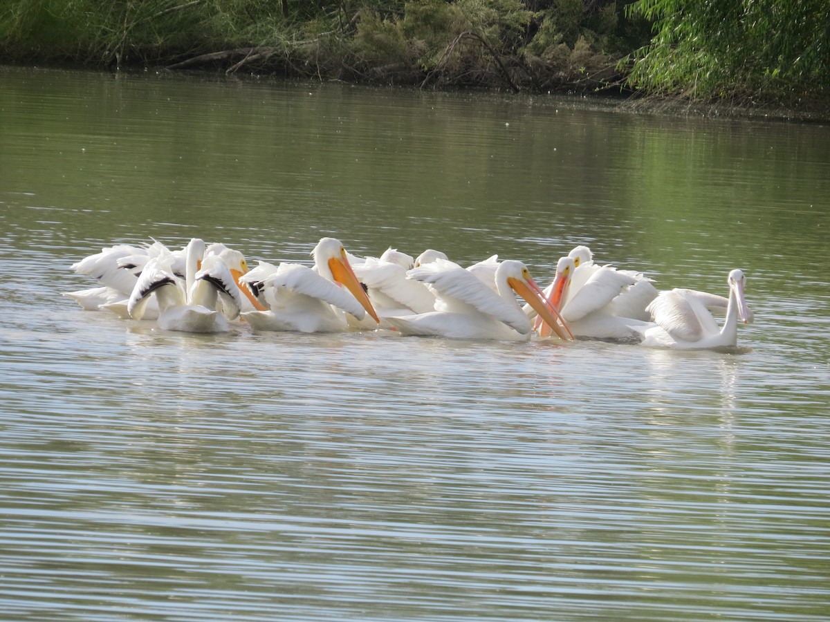 Pélican d'Amérique - ML644603907