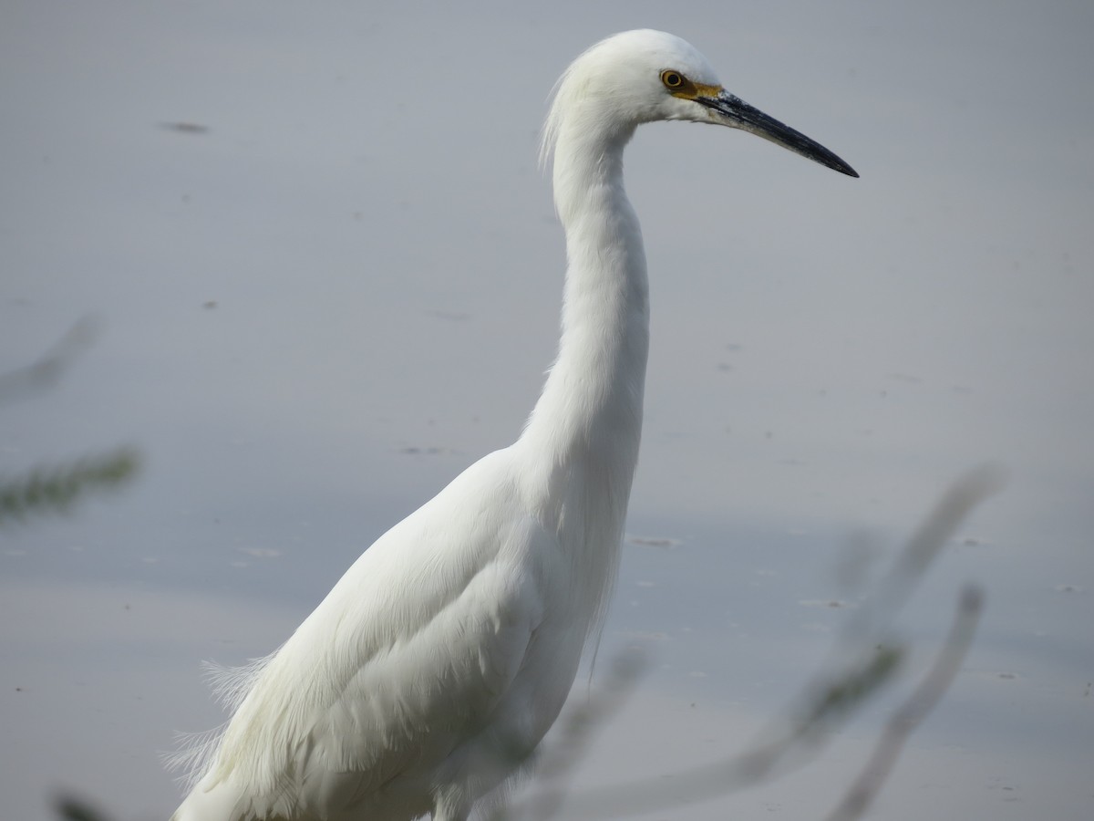 Aigrette neigeuse - ML644603910