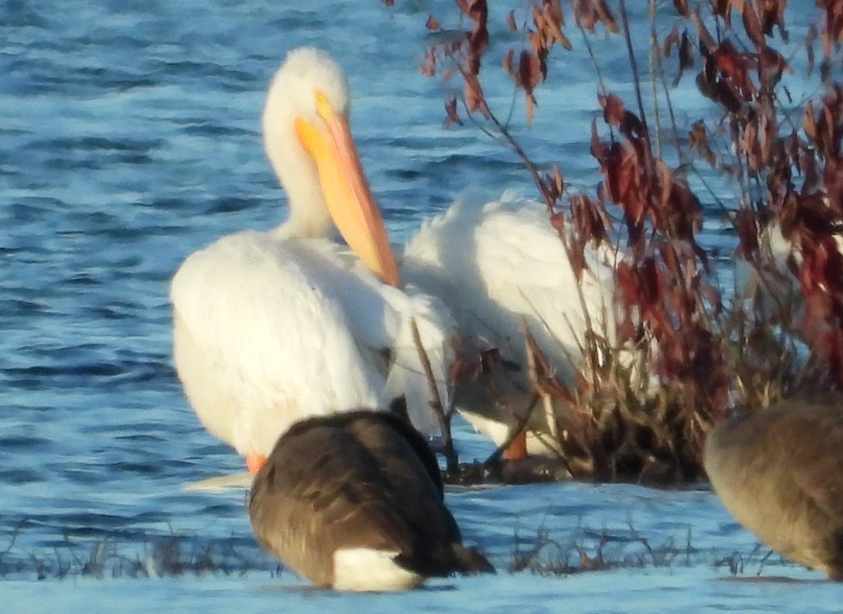 Nashornpelikan - ML644603911