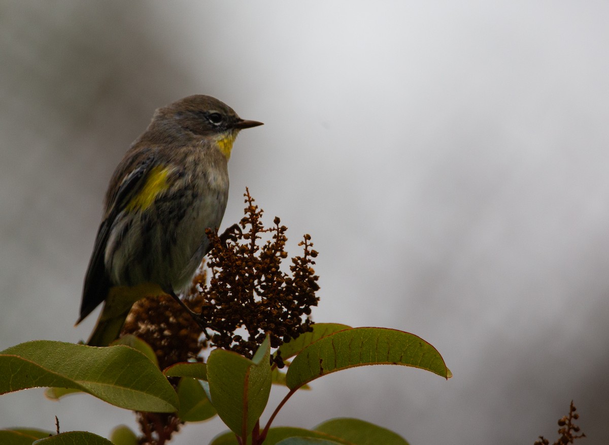 Kronenwaldsänger (Audubonwaldsänger) - ML644603917