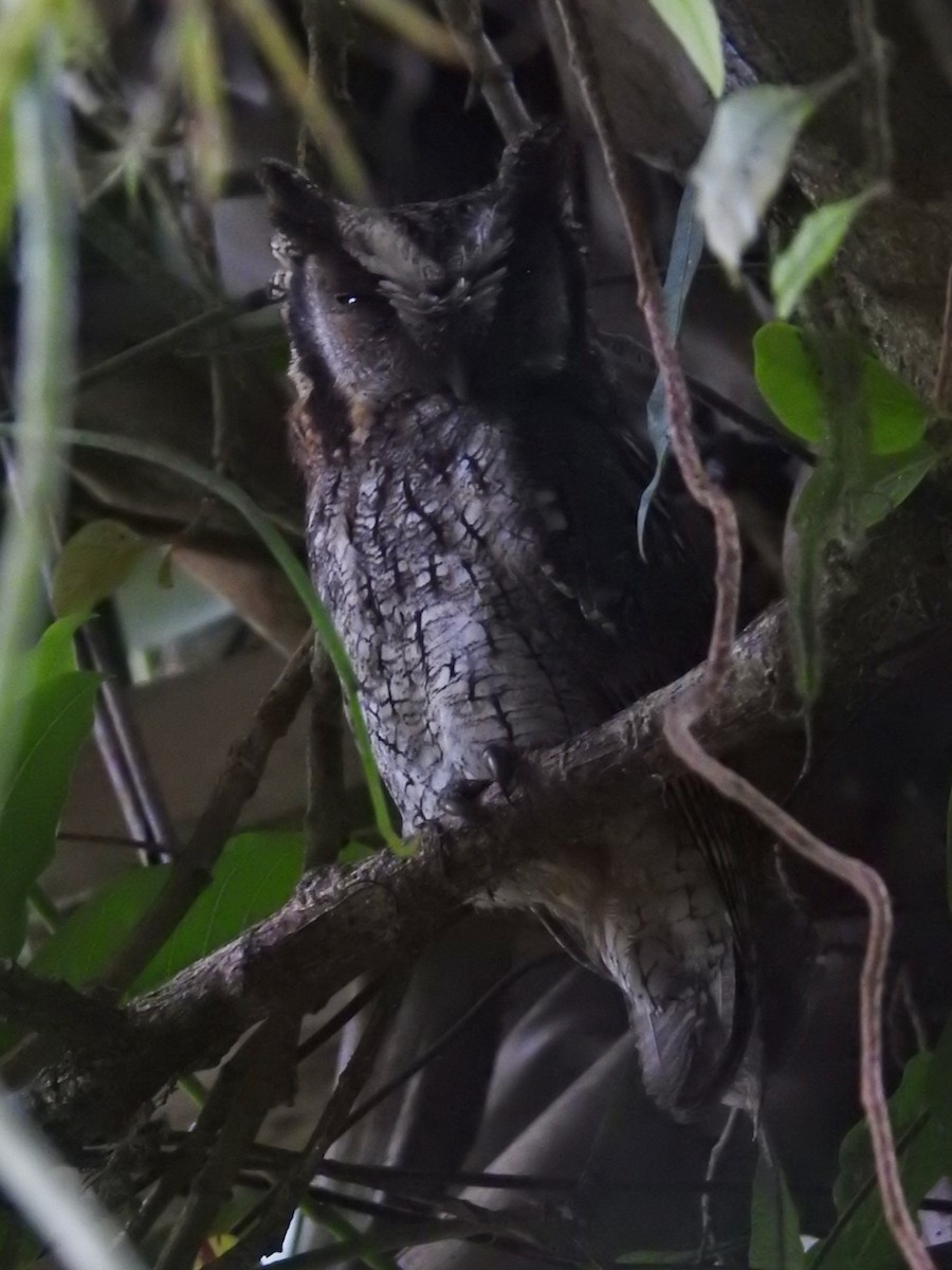 Langohr-Kreischeule - ML644603925