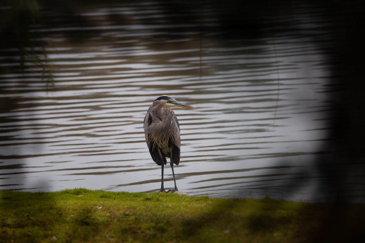 Kanadareiher [herodias-Gruppe] - ML644603926