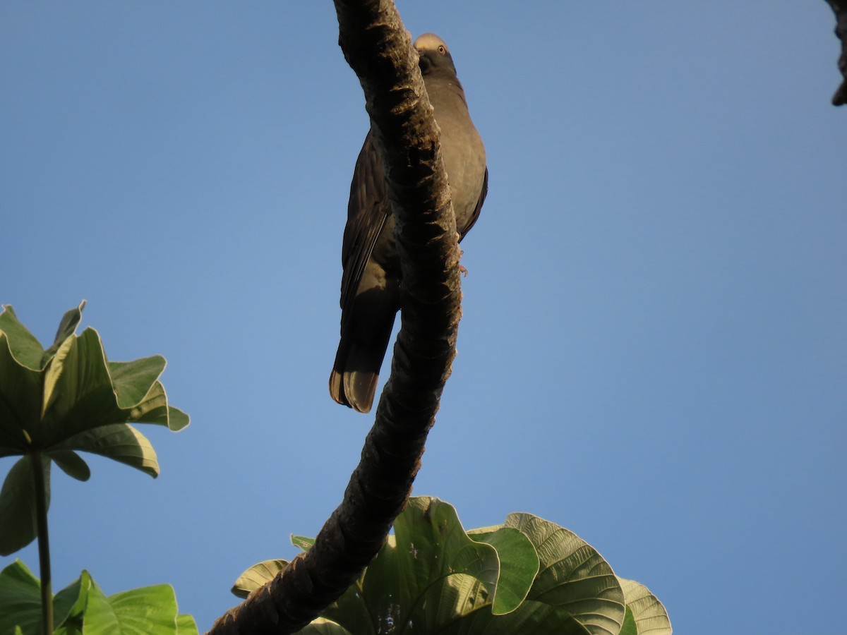 Weißscheiteltaube - ML644603929