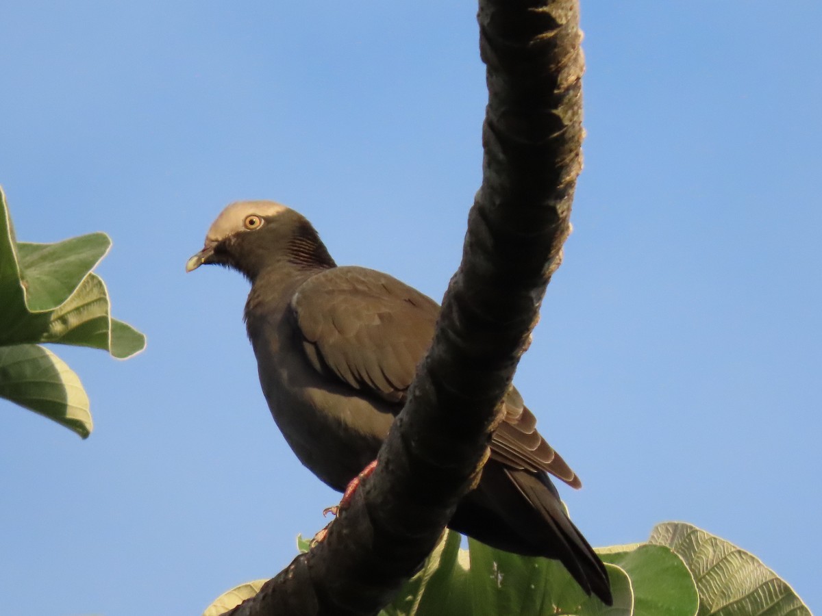 Weißscheiteltaube - ML644603930