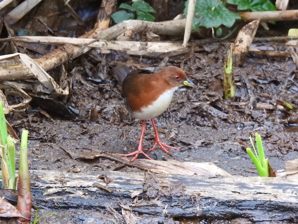 Weißbrustralle - ML644603931