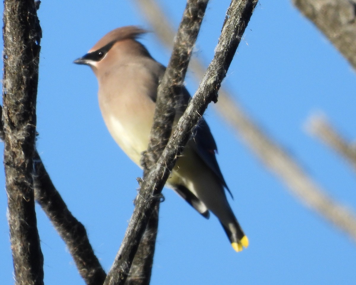 Zedernseidenschwanz - ML644603933