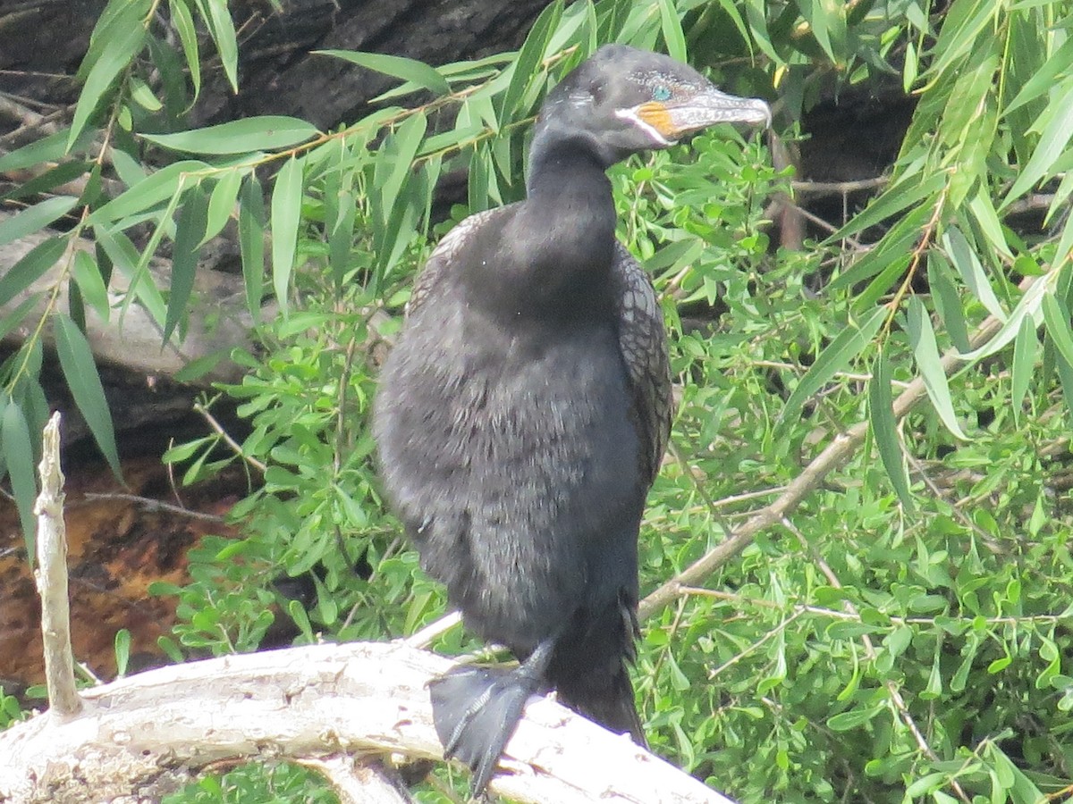 Cormoran vigua - ML644603934