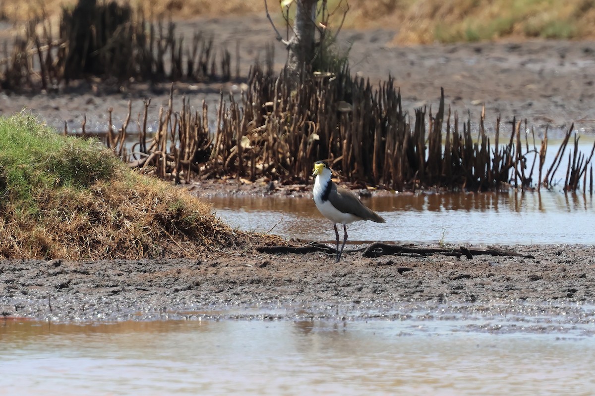 Maskenkiebitz (novaehollandiae) - ML644603937