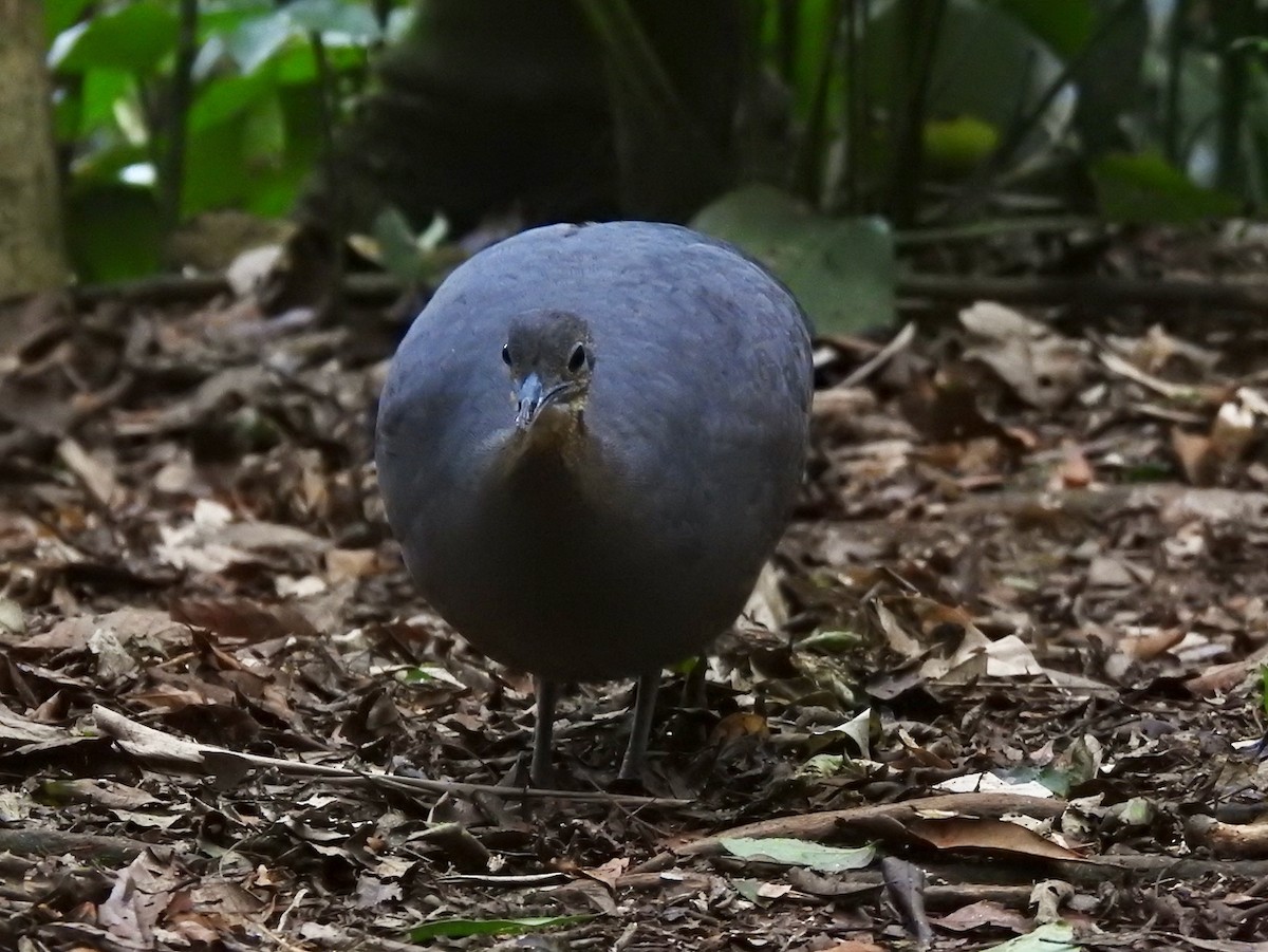 Zimttinamu - ML644603940