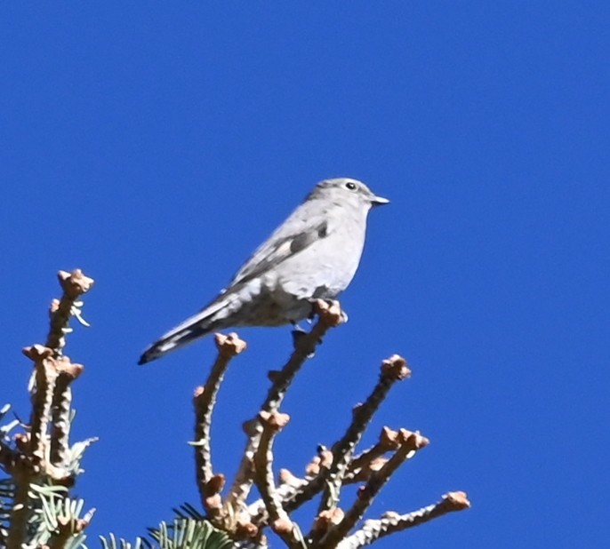 Townsendklarino - ML644603941