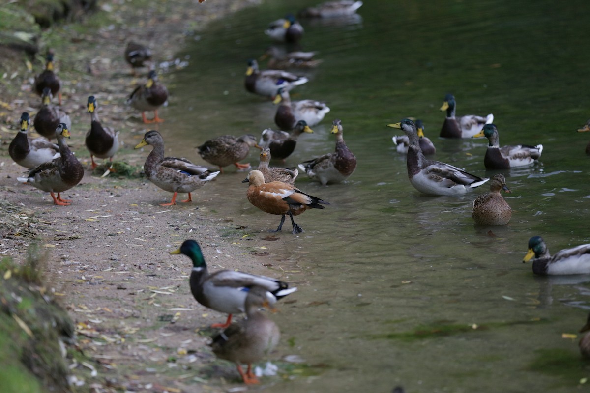 Rostgans - ML644603944