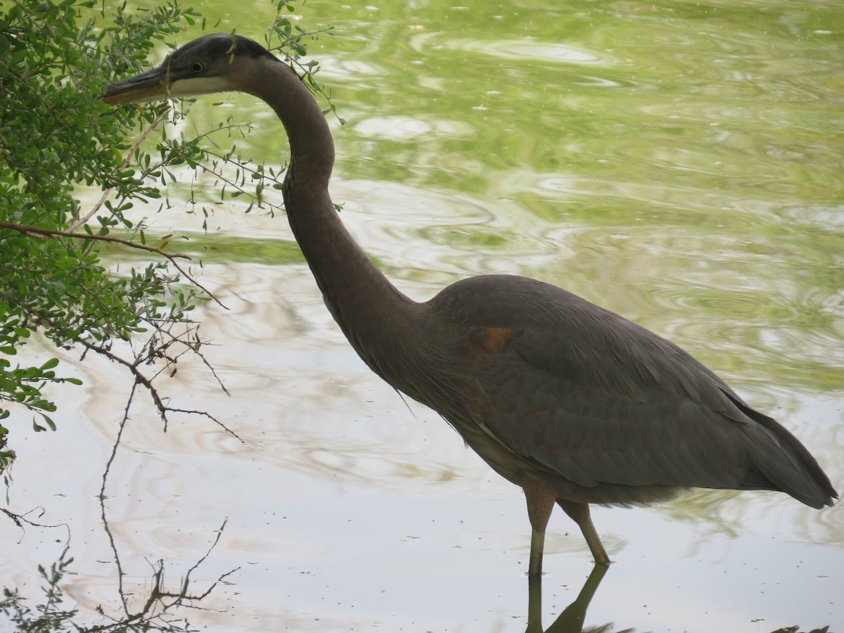 Grand Héron - ML644603945