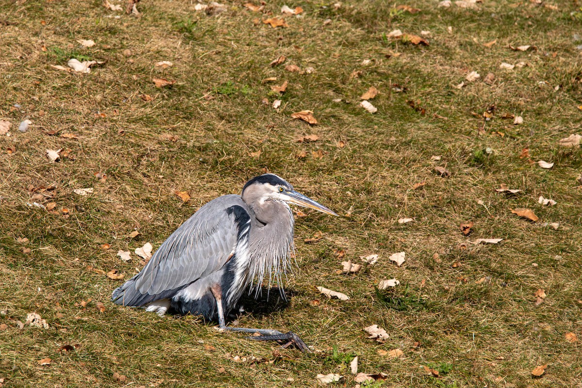 Kanadareiher - ML644603946