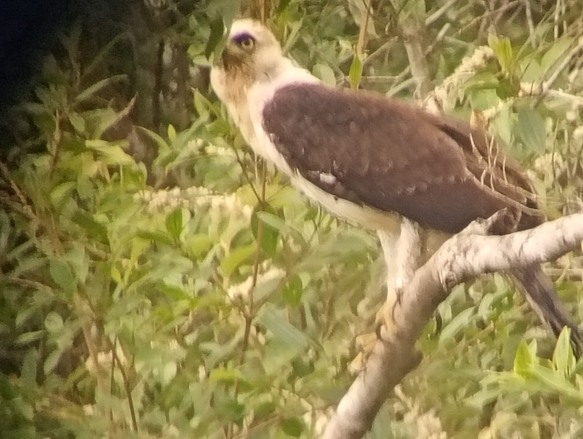 Prachtadler - ML644603947