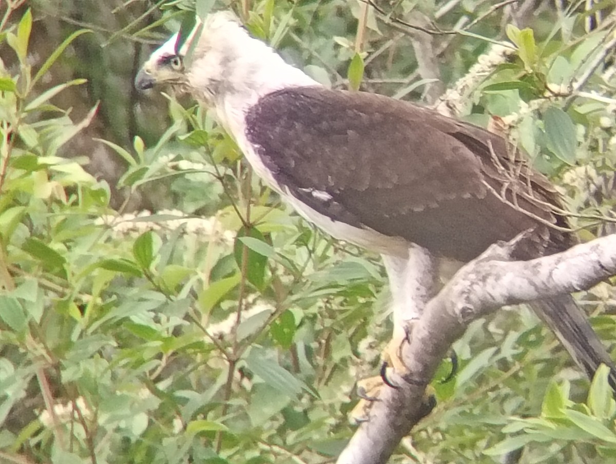 Prachtadler - ML644603948