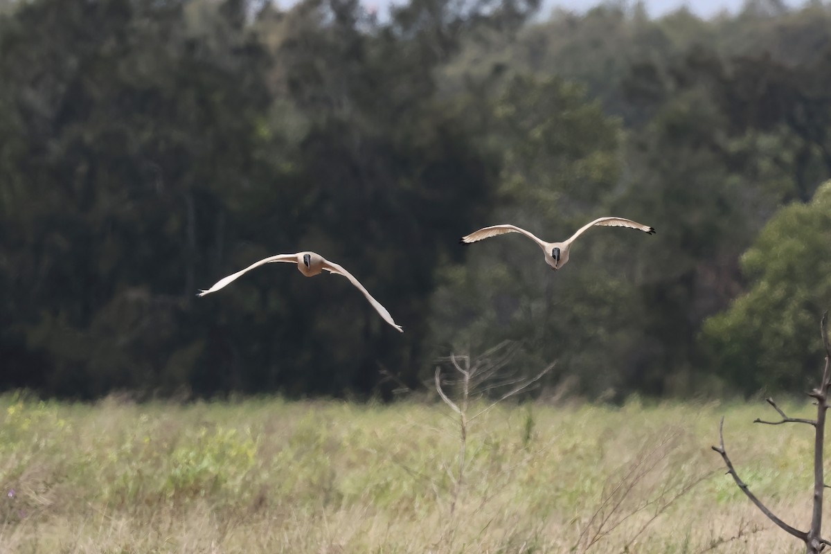 Australibis - ML644603949