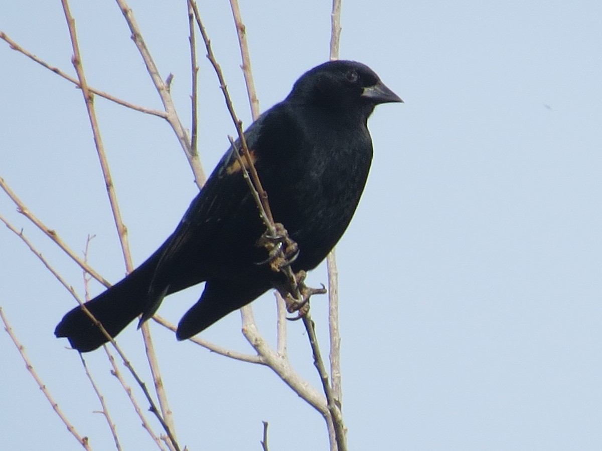 Carouge à épaulettes - ML644603952