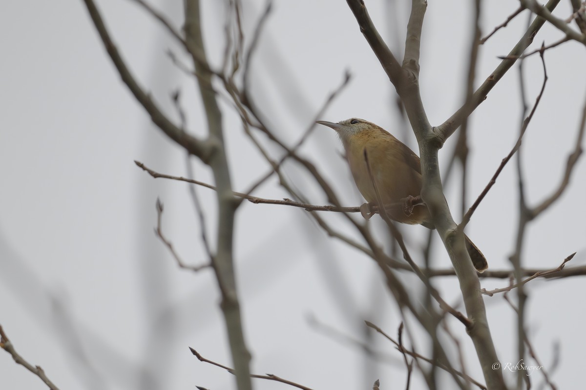 Carolinazaunkönig - ML644603955