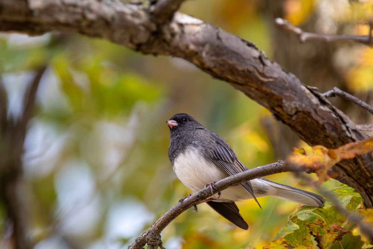 Winterammer - ML644603956