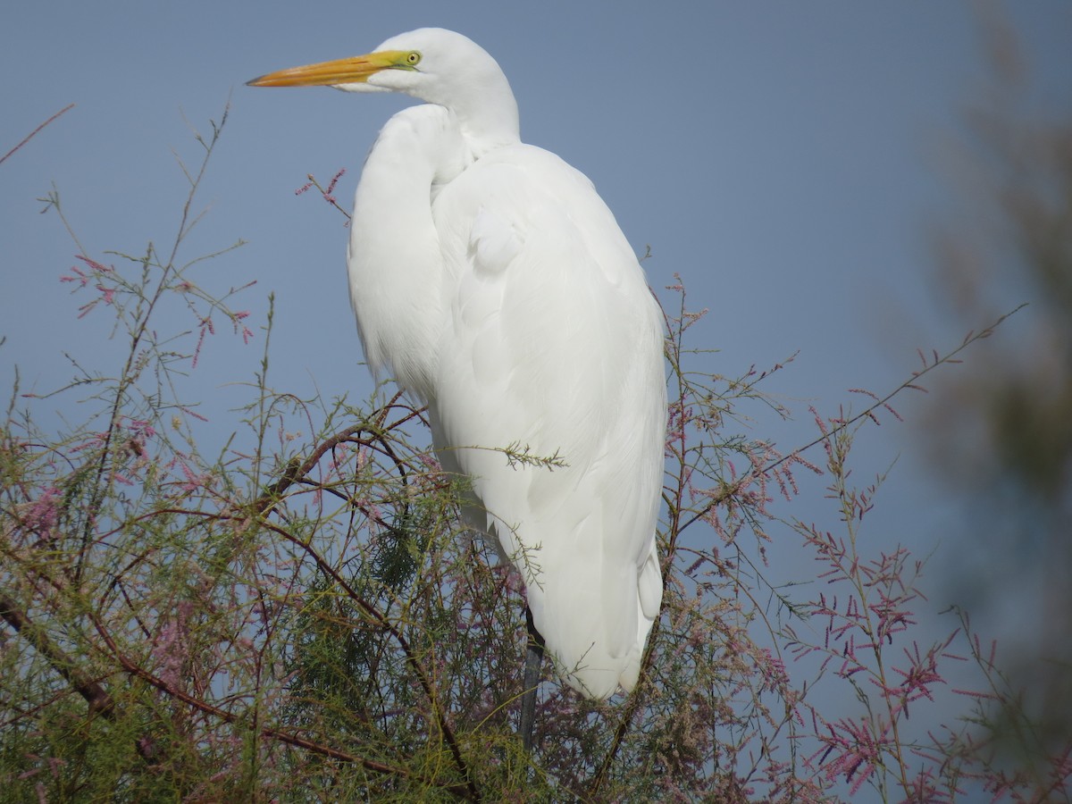 Grande Aigrette - ML644603965