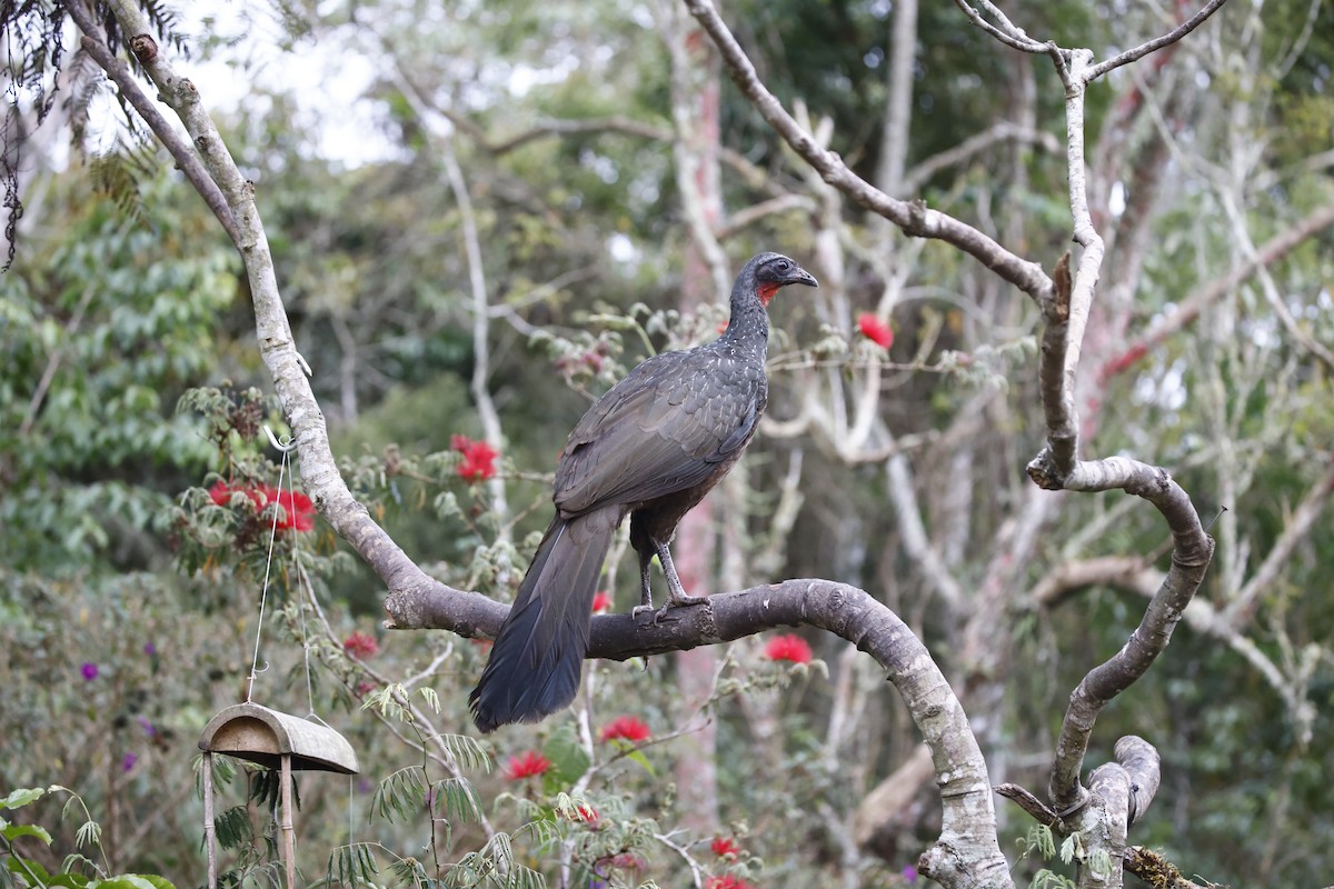 Kara Ayaklı Guan - ML644603973