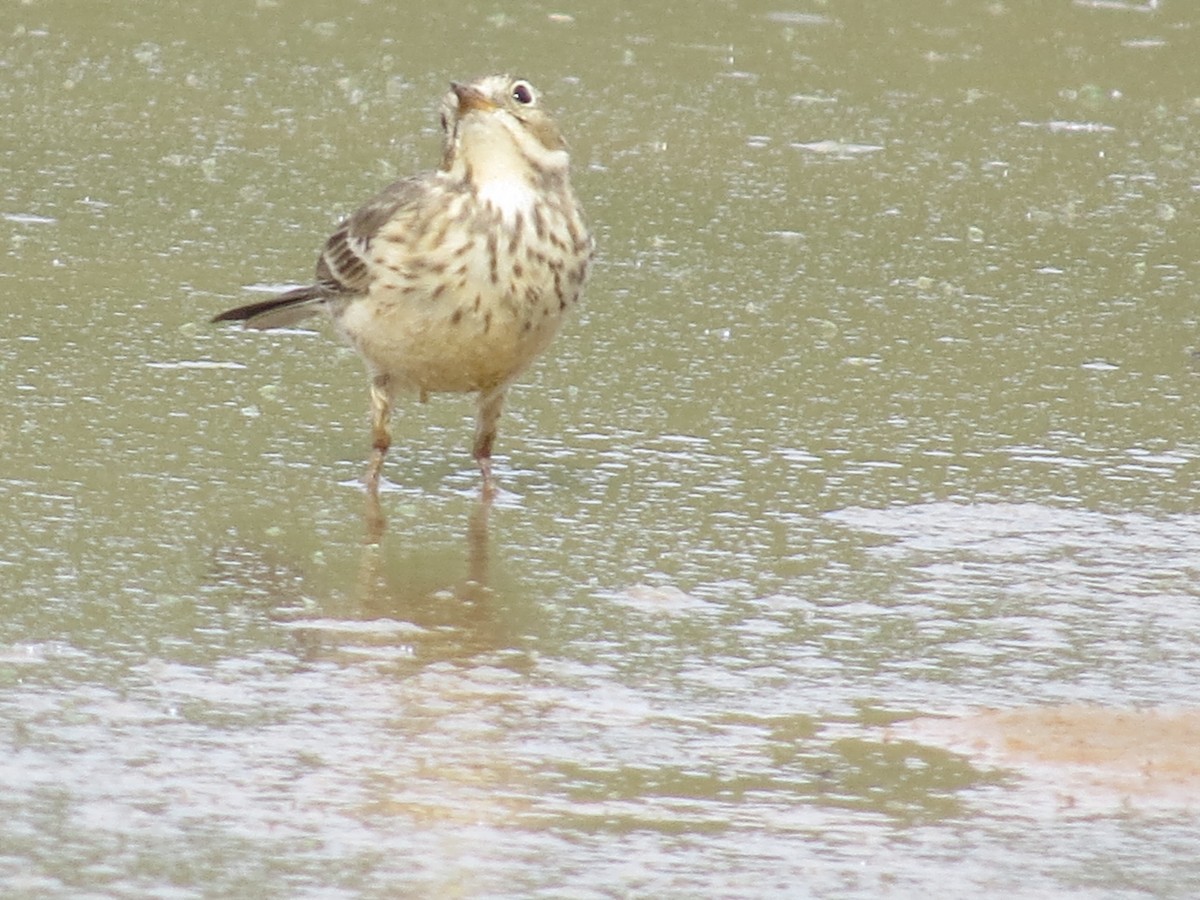 Pipit d'Amérique - ML644603974