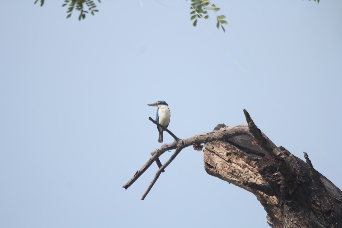 Collared Kingfisher (Oriental) - ML644603976