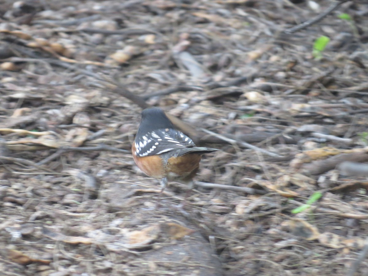 Tohi tacheté - ML644603981