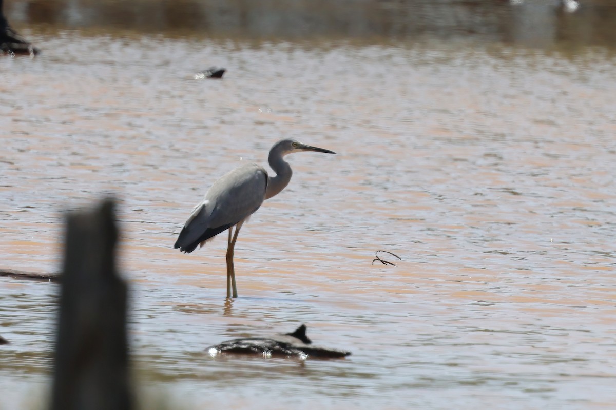 White-faced Heron - ML644603986