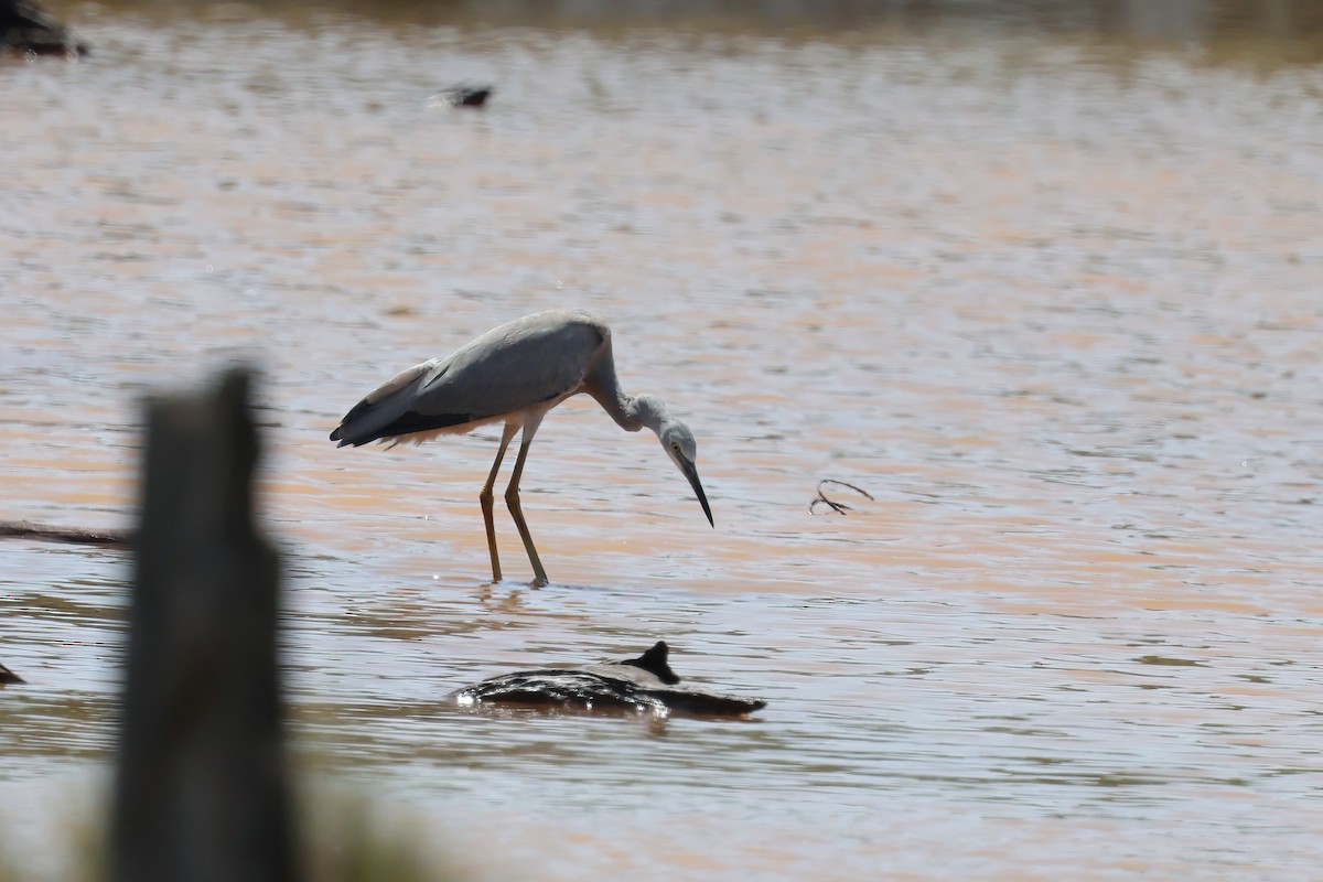 White-faced Heron - ML644603987