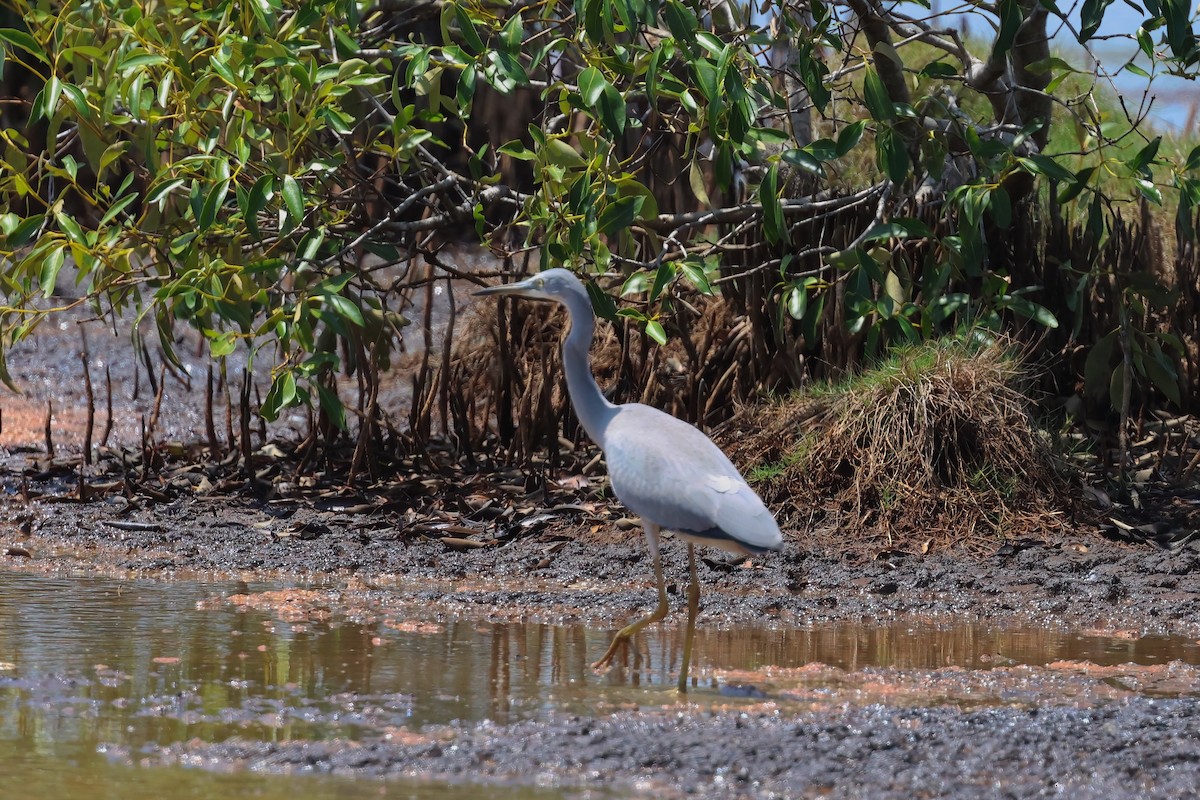 White-faced Heron - ML644603988