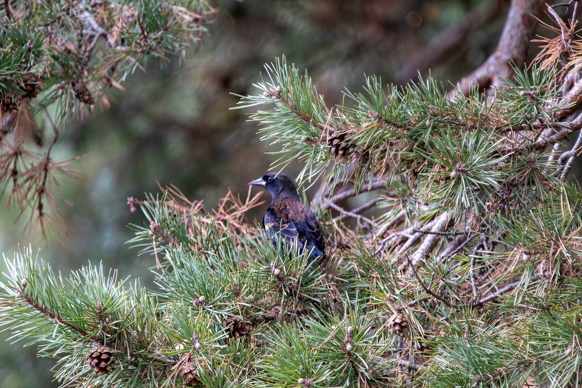 Red-winged Blackbird - ML644603994