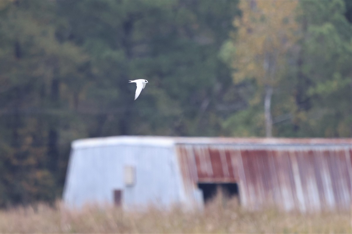 Forster's Tern - ML644603996
