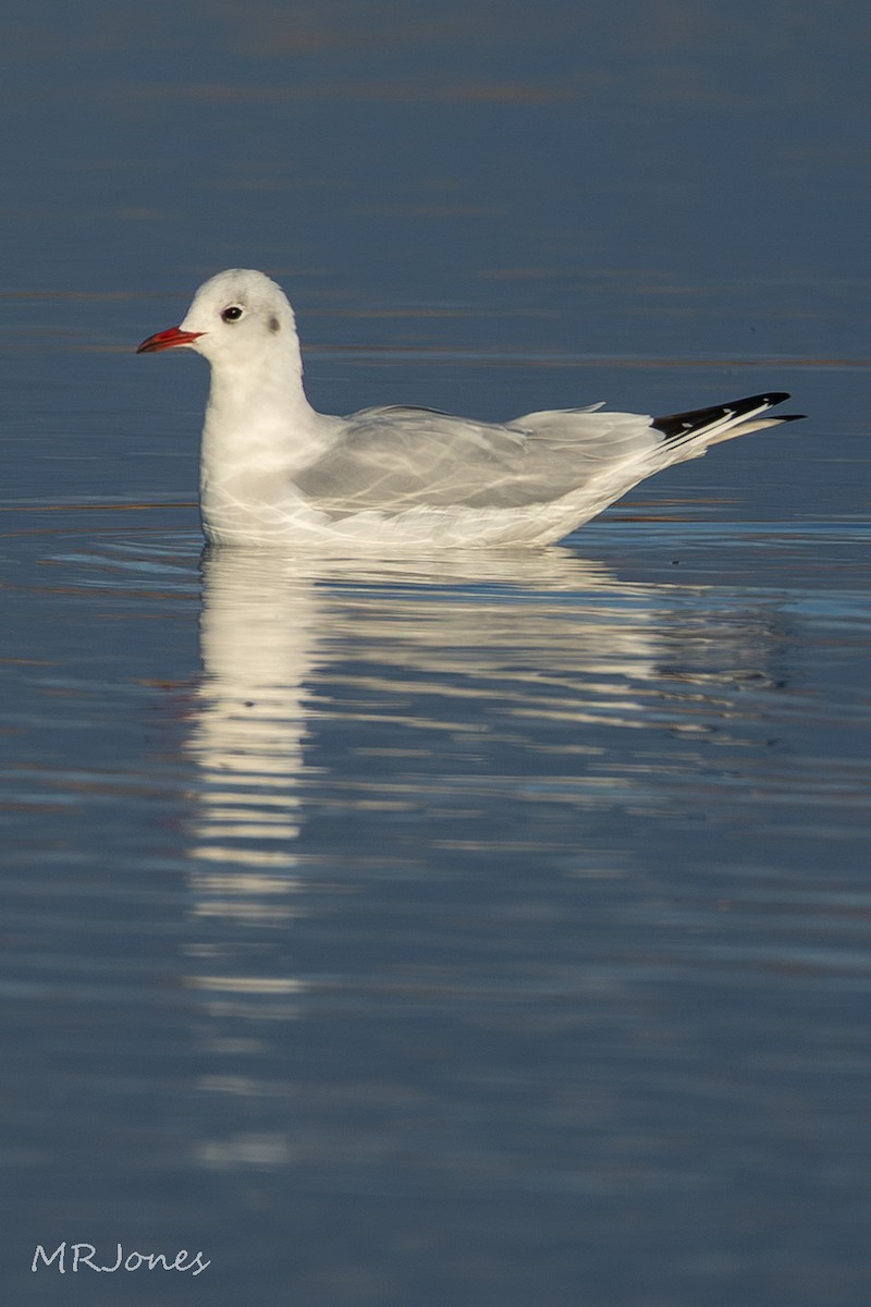 Black-headed Gull - ML644604000