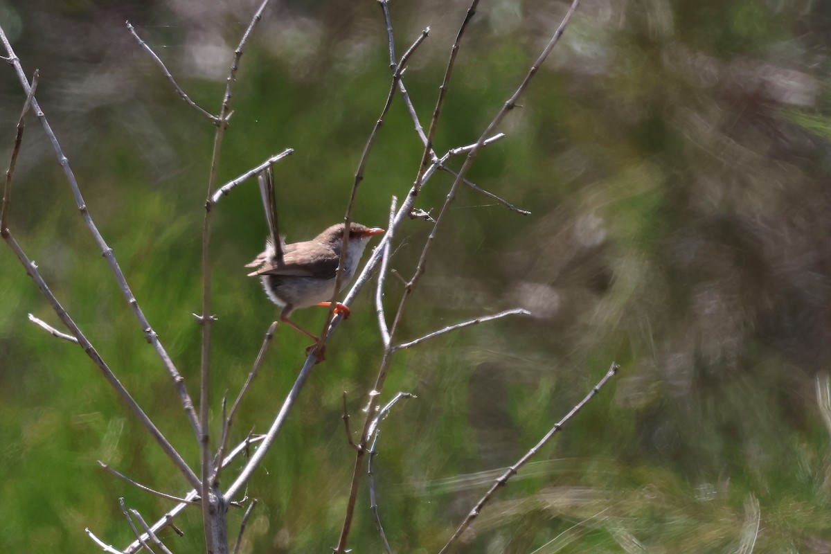 Superb Fairywren - ML644604009