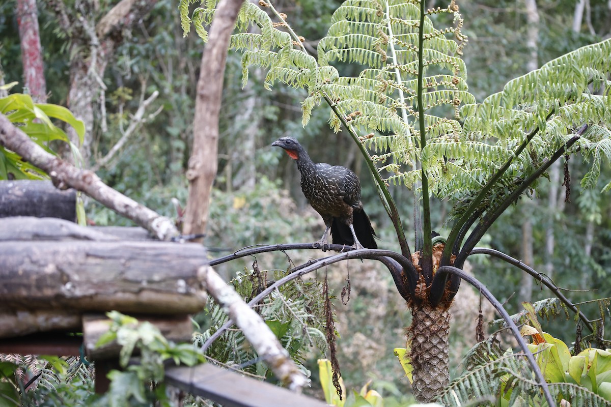 Kara Ayaklı Guan - ML644604016