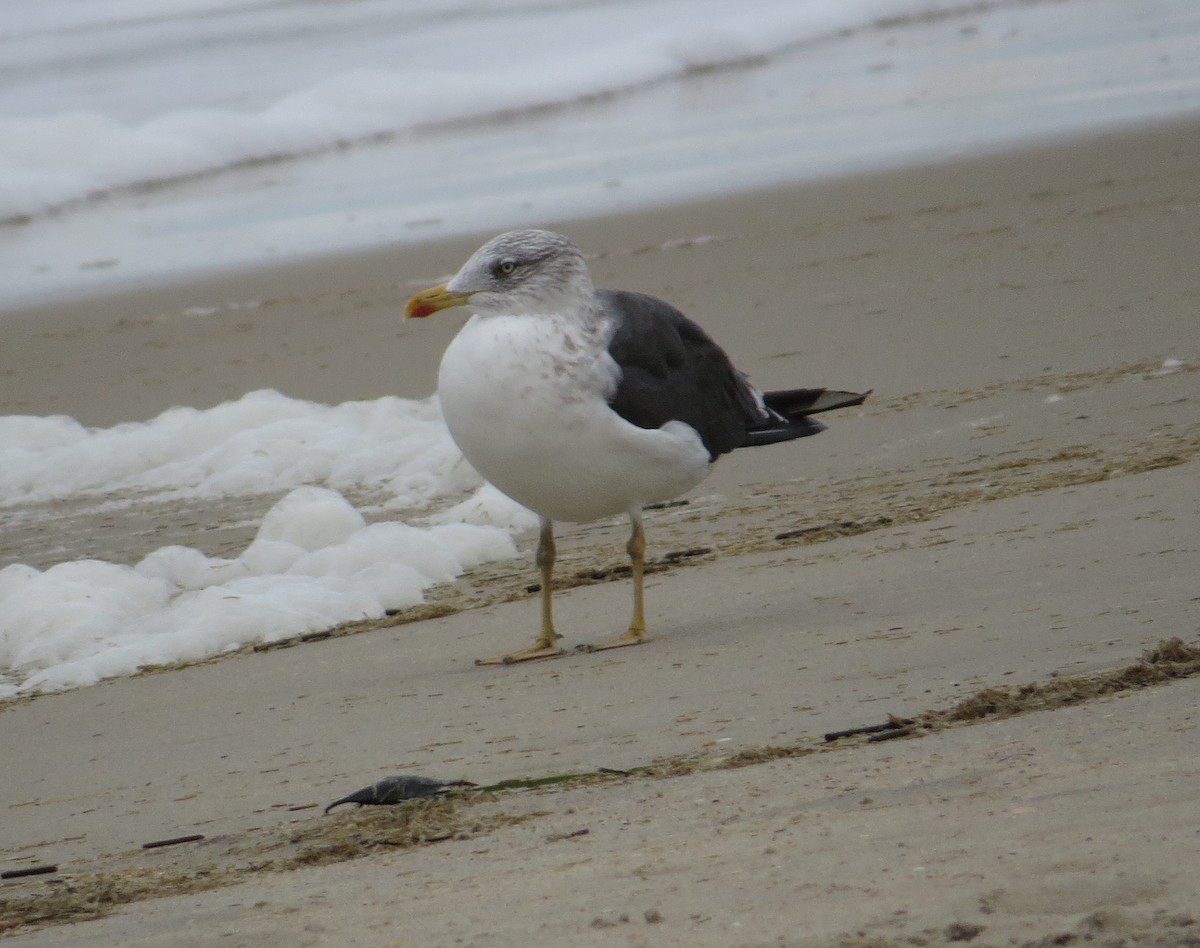 Heringsmöwe - ML644604018