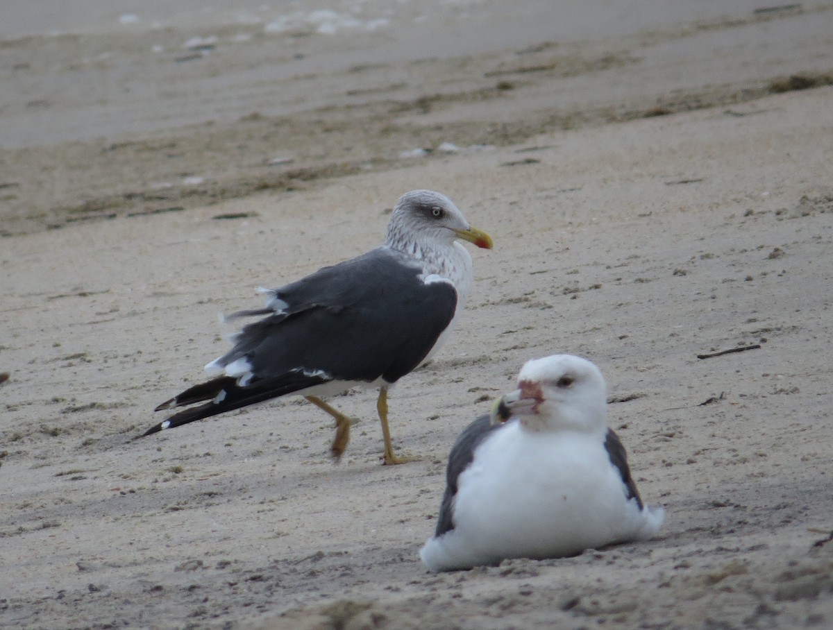 Heringsmöwe - ML644604021