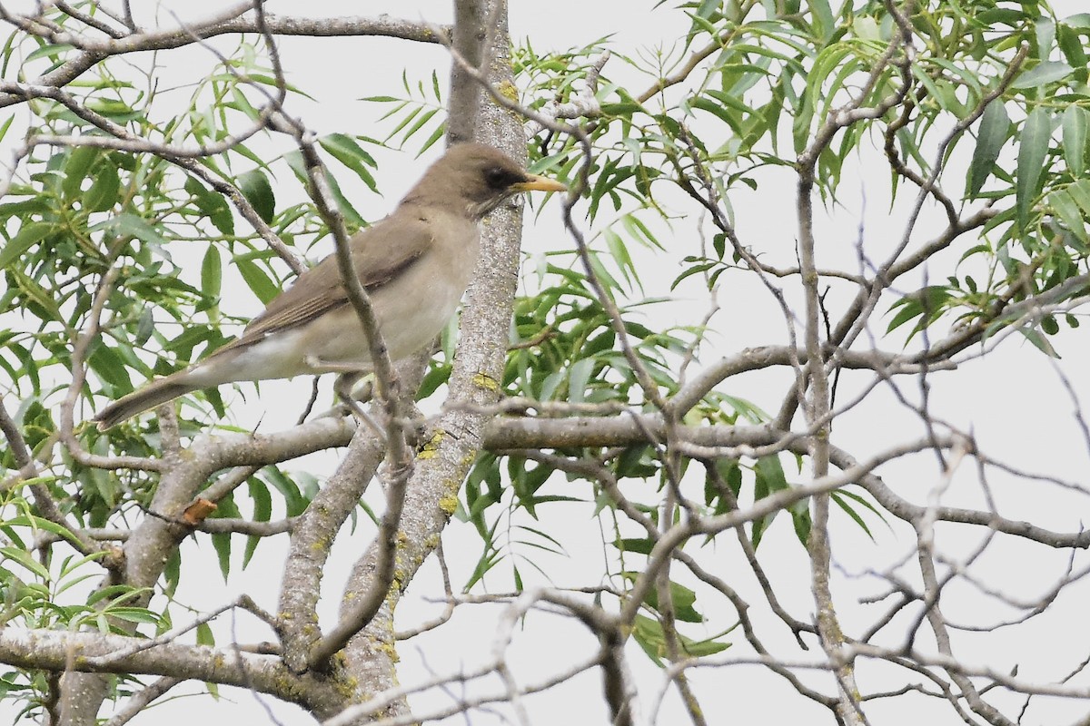Creamy-bellied Thrush - ML644604025