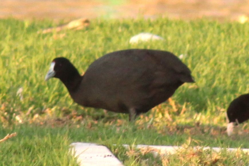 Foulque à crête - ML644604031